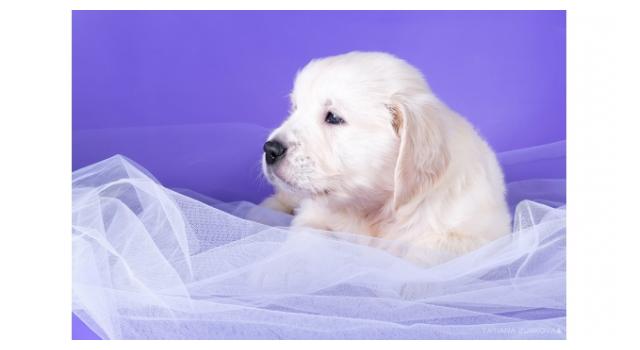 Щенки папийона (папильона) в питомнике Бон Плезир Щенки папийона (папильона) в питомнике Бон Плезир