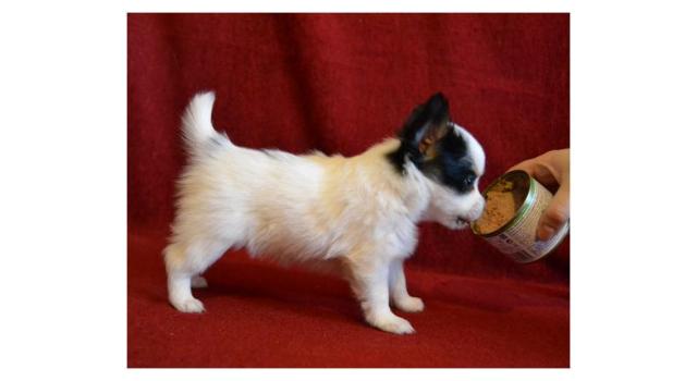 Щенки папийона (папильона) в питомнике Бон Плезир Щенки папийона (папильона) в питомнике Бон Плезир