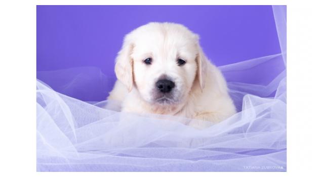 Щенки папийона (папильона) в питомнике Бон Плезир Щенки папийона (папильона) в питомнике Бон Плезир