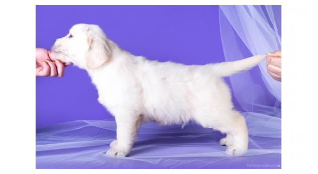 Щенки папийона (папильона) в питомнике Бон Плезир Щенки папийона (папильона) в питомнике Бон Плезир