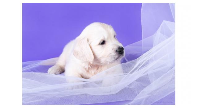 Щенки папийона (папильона) в питомнике Бон Плезир Щенки папийона (папильона) в питомнике Бон Плезир