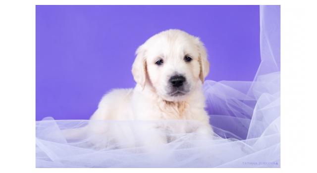 Щенки папийона (папильона) в питомнике Бон Плезир Щенки папийона (папильона) в питомнике Бон Плезир