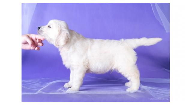 Щенки папийона (папильона) в питомнике Бон Плезир Щенки папийона (папильона) в питомнике Бон Плезир