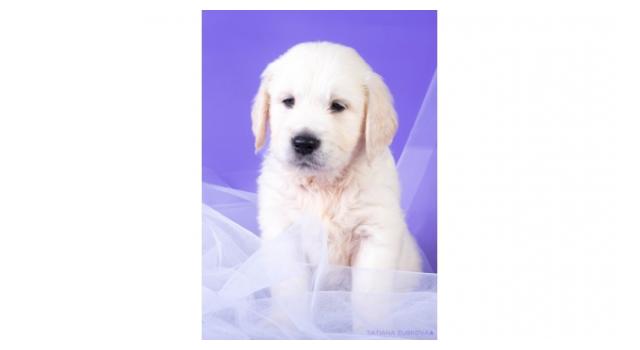 Щенки папийона (папильона) в питомнике Бон Плезир Щенки папийона (папильона) в питомнике Бон Плезир