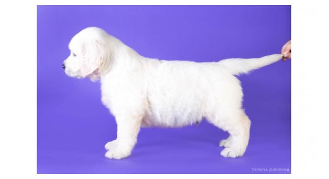 Щенки папийона (папильона) в питомнике Бон Плезир Щенки папийона (папильона) в питомнике Бон Плезир