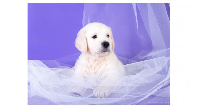 Щенки папийона (папильона) в питомнике Бон Плезир Щенки папийона (папильона) в питомнике Бон Плезир