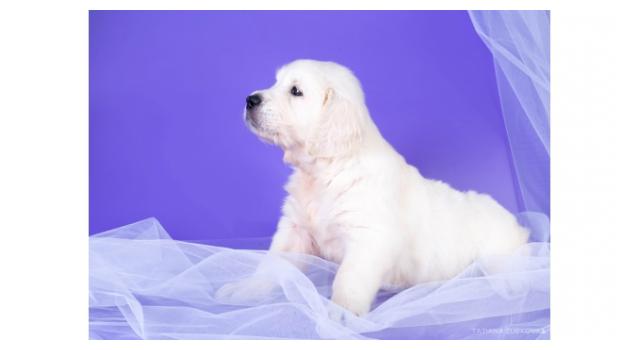 Щенки папийона (папильона) в питомнике Бон Плезир Щенки папийона (папильона) в питомнике Бон Плезир