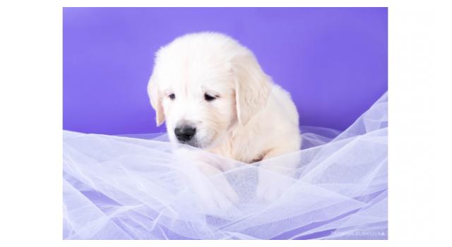 Щенки папийона (папильона) в питомнике Бон Плезир Щенки папийона (папильона) в питомнике Бон Плезир