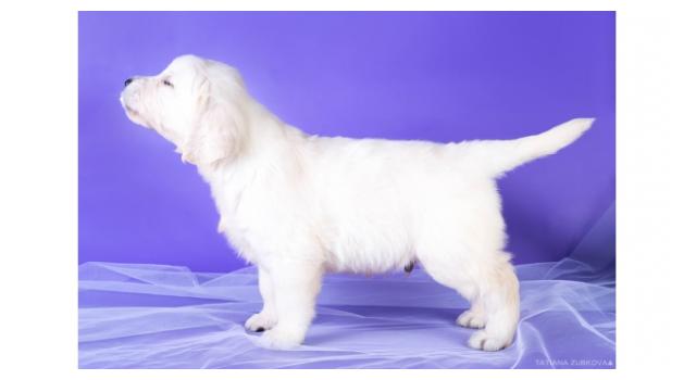 Щенки папийона (папильона) в питомнике Бон Плезир Щенки папийона (папильона) в питомнике Бон Плезир