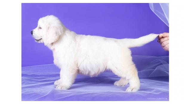 Щенки папийона (папильона) в питомнике Бон Плезир Щенки папийона (папильона) в питомнике Бон Плезир