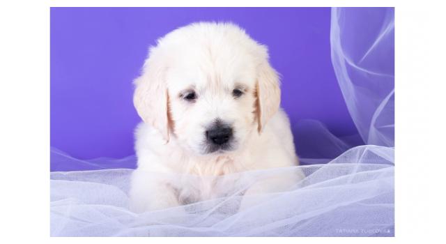 Щенки папийона (папильона) в питомнике Бон Плезир Щенки папийона (папильона) в питомнике Бон Плезир