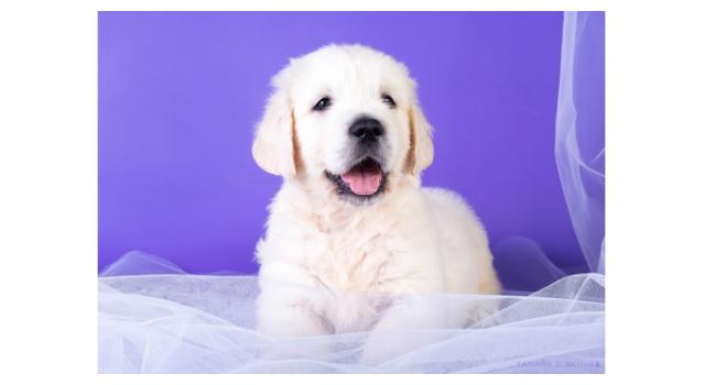 Щенки папийона (папильона) в питомнике Бон Плезир Щенки папийона (папильона) в питомнике Бон Плезир