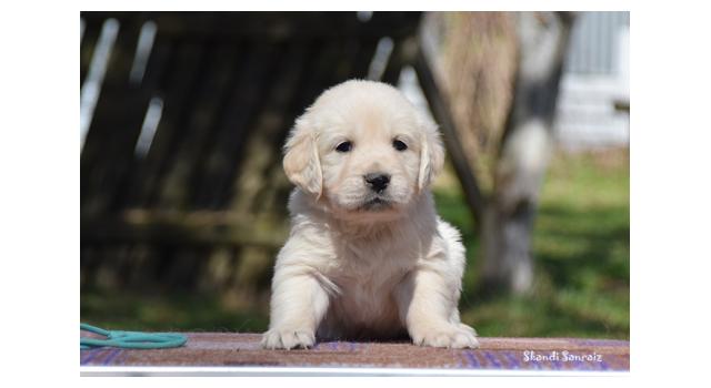 Puppies of papillon in Bon Plaisir Kennel Puppies of papillon in Bon Plaisir Kennel