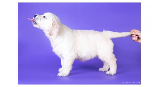 Щенки папийона (папильона) в питомнике Бон Плезир Щенки папийона (папильона) в питомнике Бон Плезир