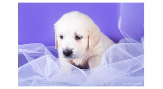 Щенки папийона (папильона) в питомнике Бон Плезир Щенки папийона (папильона) в питомнике Бон Плезир