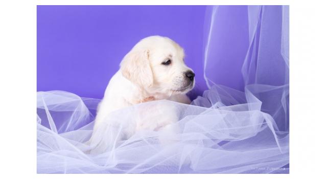 Щенки папийона (папильона) в питомнике Бон Плезир Щенки папийона (папильона) в питомнике Бон Плезир