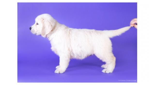 Щенки папийона (папильона) в питомнике Бон Плезир Щенки папийона (папильона) в питомнике Бон Плезир