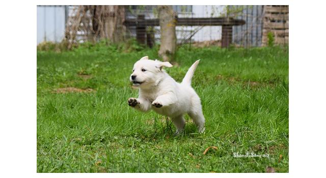 Puppies of papillon in Bon Plaisir Kennel Puppies of papillon in Bon Plaisir Kennel