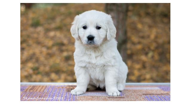 Щенки папийона (папильона) в питомнике Бон Плезир Щенки папийона (папильона) в питомнике Бон Плезир