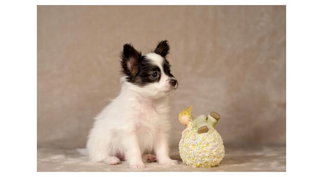 Щенки папийона (папильона) в питомнике Бон Плезир Щенки папийона (папильона) в питомнике Бон Плезир