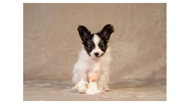 Щенки папийона (папильона) в питомнике Бон Плезир Щенки папийона (папильона) в питомнике Бон Плезир