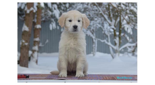 Щенки папийона (папильона) в питомнике Бон Плезир Щенки папийона (папильона) в питомнике Бон Плезир