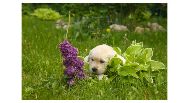 Щенки папийона (папильона) в питомнике Бон Плезир Щенки папийона (папильона) в питомнике Бон Плезир
