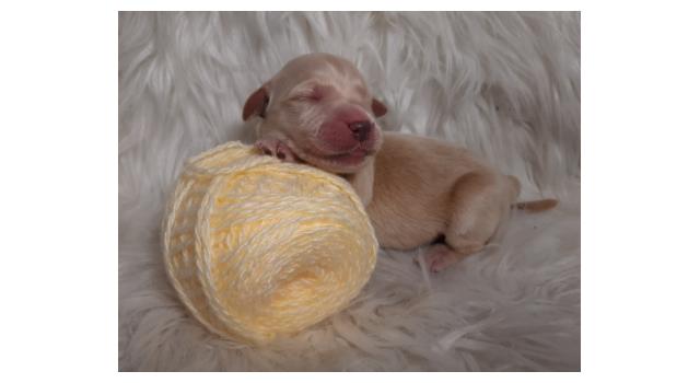 Щенки папийона (папильона) в питомнике Бон Плезир Щенки папийона (папильона) в питомнике Бон Плезир