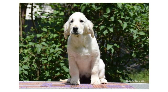 Puppies of papillon in Bon Plaisir Kennel Puppies of papillon in Bon Plaisir Kennel