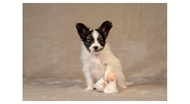 Щенки папийона (папильона) в питомнике Бон Плезир Щенки папийона (папильона) в питомнике Бон Плезир