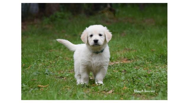Puppies of papillon in Bon Plaisir Kennel Puppies of papillon in Bon Plaisir Kennel