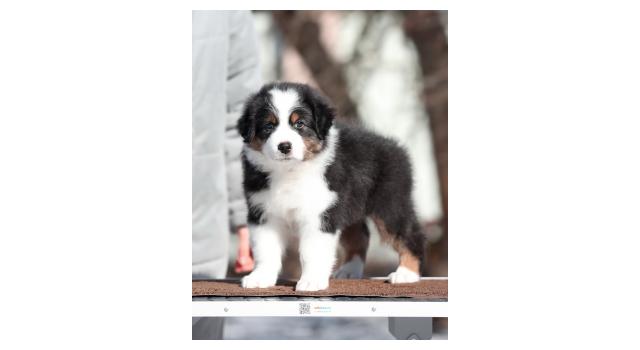 Щенки папийона (папильона) в питомнике Бон Плезир Щенки папийона (папильона) в питомнике Бон Плезир