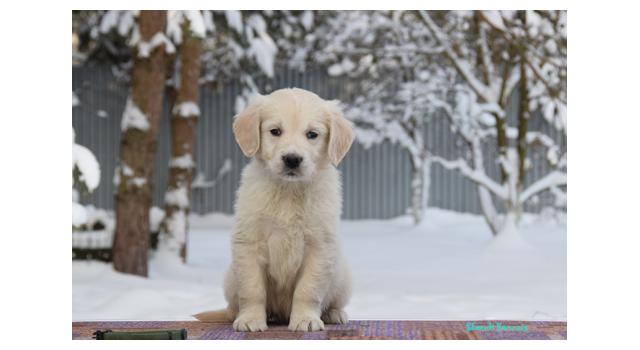 Щенки папийона (папильона) в питомнике Бон Плезир Щенки папийона (папильона) в питомнике Бон Плезир