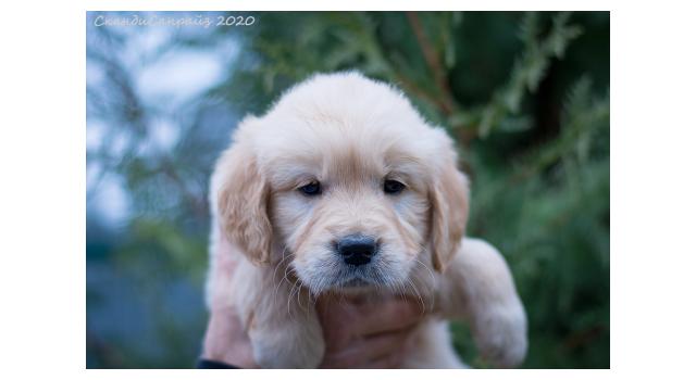 Щенки папийона (папильона) в питомнике Бон Плезир Щенки папийона (папильона) в питомнике Бон Плезир