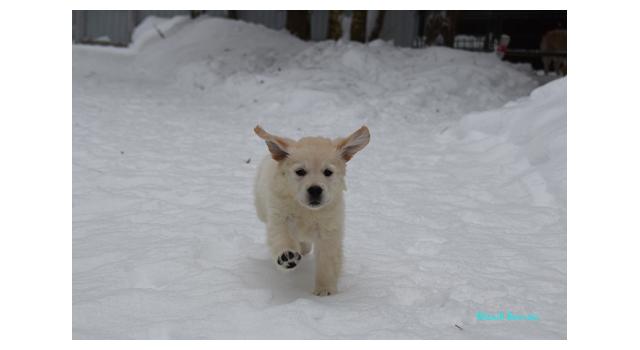 Щенки папийона (папильона) в питомнике Бон Плезир Щенки папийона (папильона) в питомнике Бон Плезир