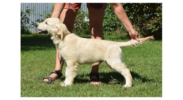 Щенки папийона (папильона) в питомнике Бон Плезир Щенки папийона (папильона) в питомнике Бон Плезир
