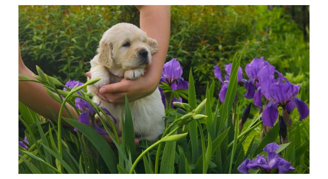 Щенки папийона (папильона) в питомнике Бон Плезир Щенки папийона (папильона) в питомнике Бон Плезир