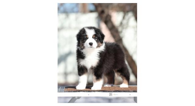 Щенки папийона (папильона) в питомнике Бон Плезир Щенки папийона (папильона) в питомнике Бон Плезир