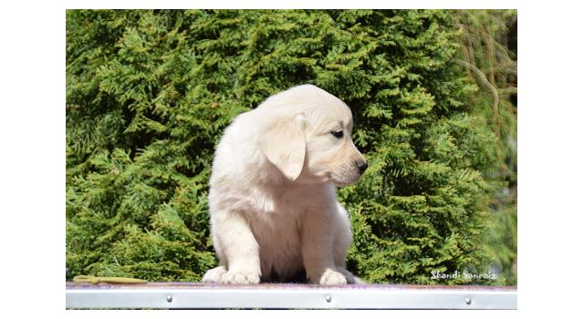 Puppies of papillon in Bon Plaisir Kennel Puppies of papillon in Bon Plaisir Kennel
