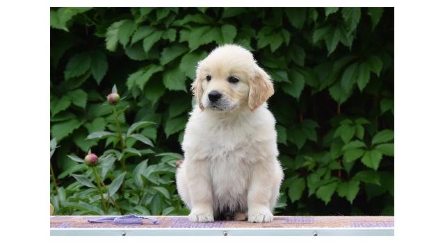 Щенки папийона (папильона) в питомнике Бон Плезир Щенки папийона (папильона) в питомнике Бон Плезир