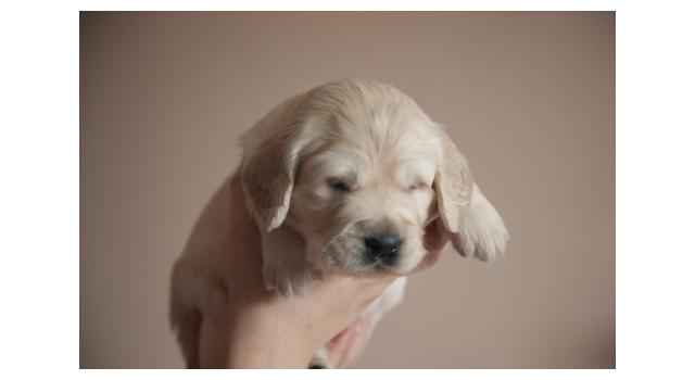 Щенки папийона (папильона) в питомнике Бон Плезир Щенки папийона (папильона) в питомнике Бон Плезир