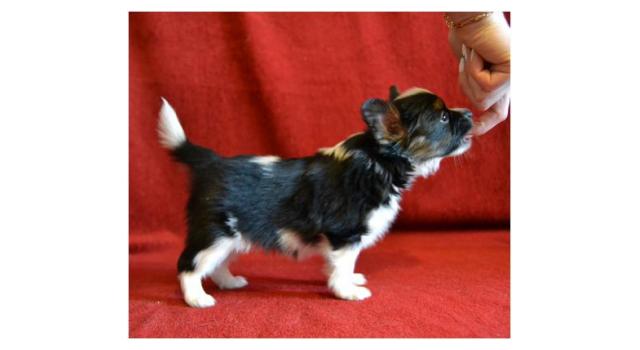 Щенки папийона (папильона) в питомнике Бон Плезир Щенки папийона (папильона) в питомнике Бон Плезир