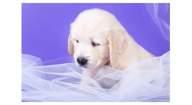 Щенки папийона (папильона) в питомнике Бон Плезир Щенки папийона (папильона) в питомнике Бон Плезир