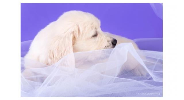 Щенки папийона (папильона) в питомнике Бон Плезир Щенки папийона (папильона) в питомнике Бон Плезир