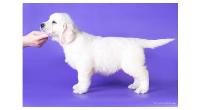 Щенки папийона (папильона) в питомнике Бон Плезир Щенки папийона (папильона) в питомнике Бон Плезир