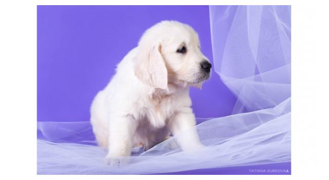 Щенки папийона (папильона) в питомнике Бон Плезир Щенки папийона (папильона) в питомнике Бон Плезир