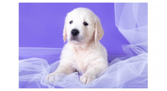 Щенки папийона (папильона) в питомнике Бон Плезир Щенки папийона (папильона) в питомнике Бон Плезир