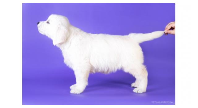 Щенки папийона (папильона) в питомнике Бон Плезир Щенки папийона (папильона) в питомнике Бон Плезир