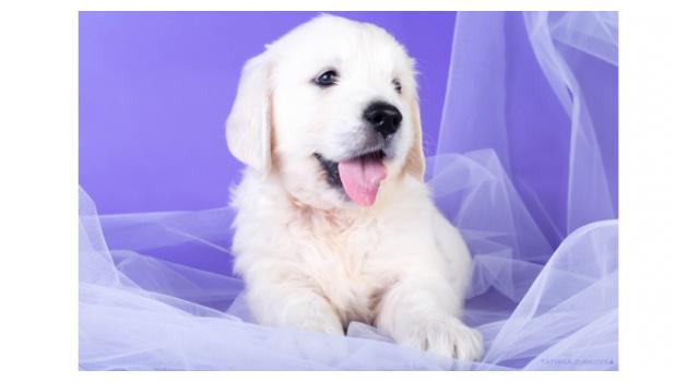 Щенки папийона (папильона) в питомнике Бон Плезир Щенки папийона (папильона) в питомнике Бон Плезир