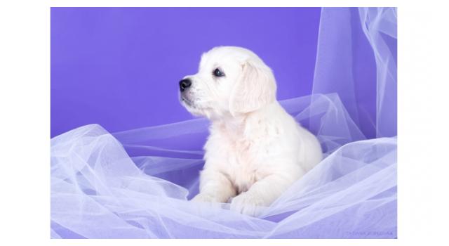 Щенки папийона (папильона) в питомнике Бон Плезир Щенки папийона (папильона) в питомнике Бон Плезир